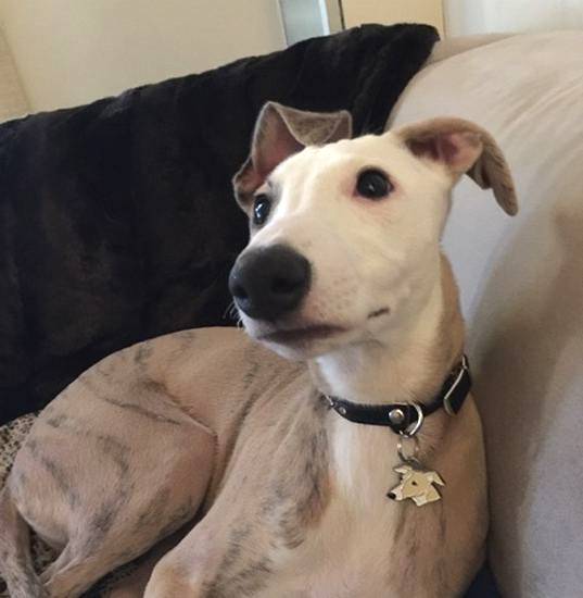 whippet abel.jpg